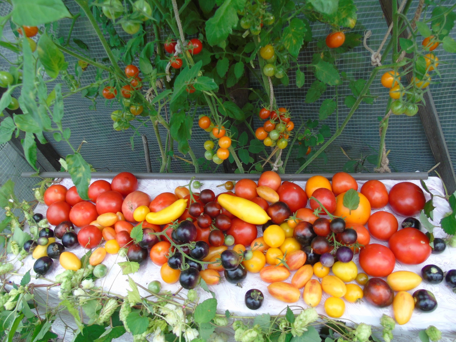 moj-urozhaj-tomatnyj-natyumort-koshkarova-n.i.