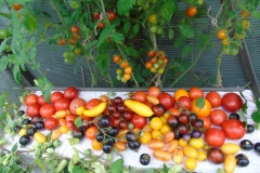 moj-urozhaj-tomatnyj-natyumort-koshkarova-n.i.