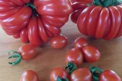 shevchenko-bananovye-pomidory